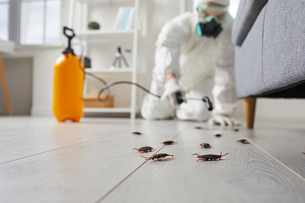 Commercial Kitchen Cockroach Control in Stansbury Park